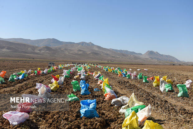 فیروزکوه؛ قطب تولید سیب‌زمینی و نقطه شروع توانمندسازی زنان