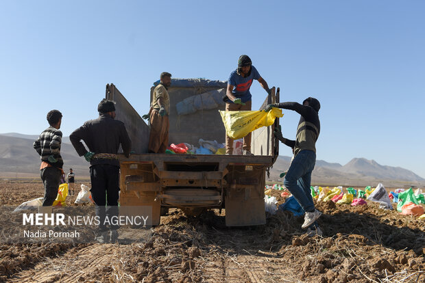 فیروزکوه؛ قطب تولید سیب‌زمینی و نقطه شروع توانمندسازی زنان