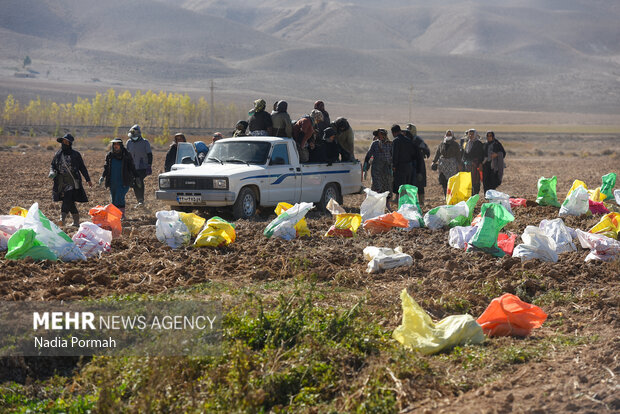 فیروزکوه؛ قطب تولید سیب‌زمینی و نقطه شروع توانمندسازی زنان