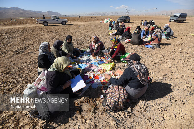 فیروزکوه؛ قطب تولید سیب‌زمینی و نقطه شروع توانمندسازی زنان