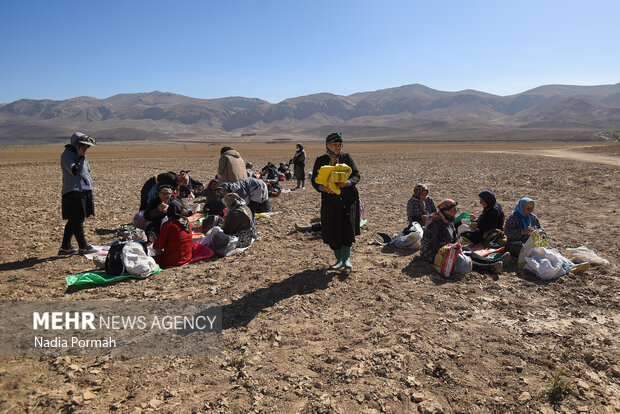 فیروزکوه؛ قطب تولید سیب‌زمینی و نقطه شروع توانمندسازی زنان
