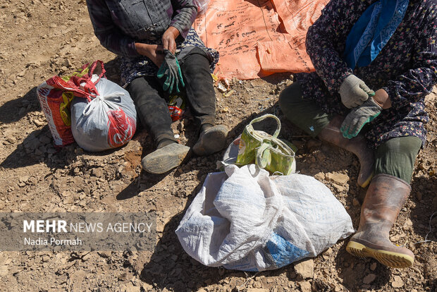 فیروزکوه؛ قطب تولید سیب‌زمینی و نقطه شروع توانمندسازی زنان