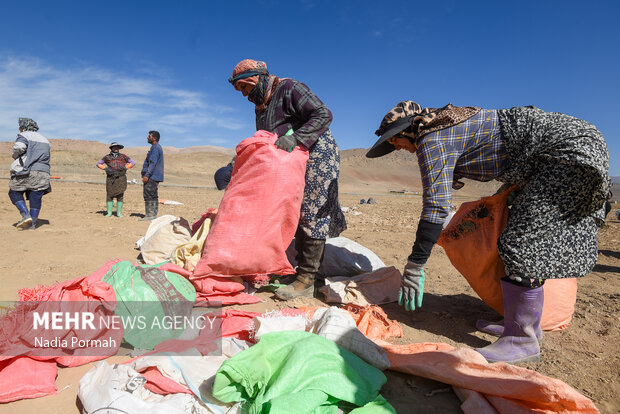 فیروزکوه؛ قطب تولید سیب‌زمینی و نقطه شروع توانمندسازی زنان