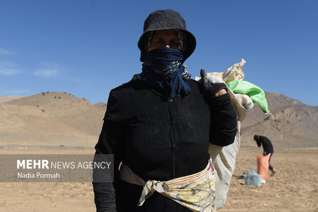 فیروزکوه؛ قطب تولید سیب‌زمینی و نقطه شروع توانمندسازی زنان