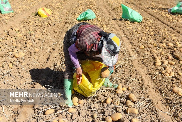 فیروزکوه؛ قطب تولید سیب‌زمینی و نقطه شروع توانمندسازی زنان