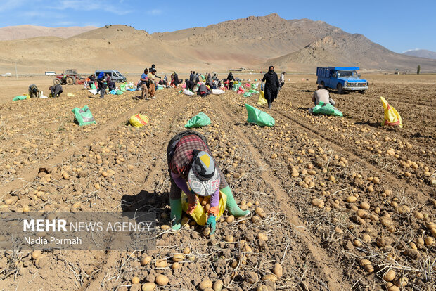 فیروزکوه؛ قطب تولید سیب‌زمینی و نقطه شروع توانمندسازی زنان