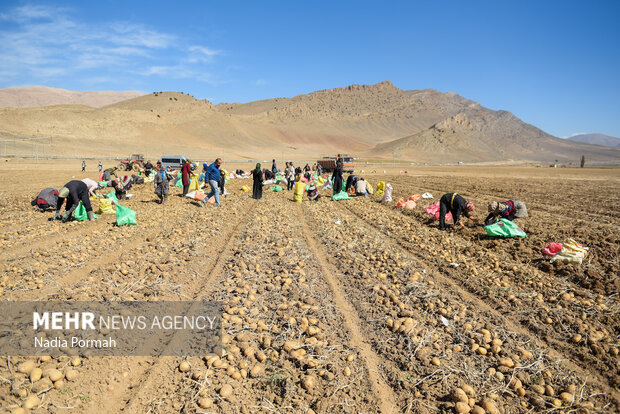 فیروزکوه؛ قطب تولید سیب‌زمینی و نقطه شروع توانمندسازی زنان
