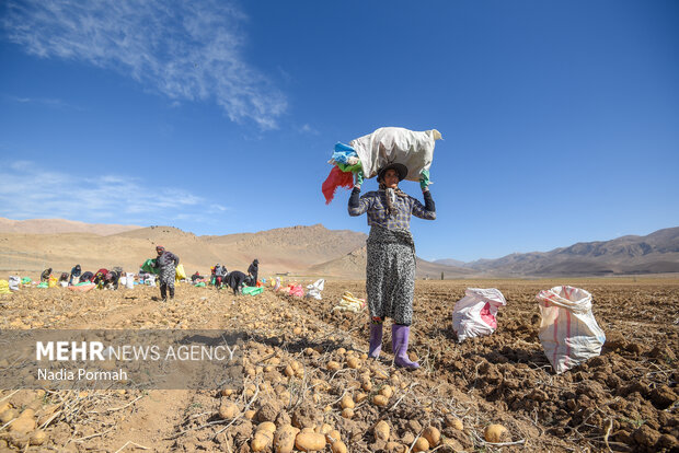 فیروزکوه؛ قطب تولید سیب‌زمینی و نقطه شروع توانمندسازی زنان