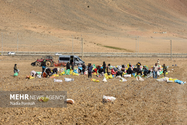 فیروزکوه؛ قطب تولید سیب‌زمینی و نقطه شروع توانمندسازی زنان