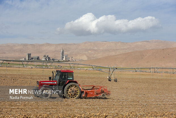 فیروزکوه؛ قطب تولید سیب‌زمینی و نقطه شروع توانمندسازی زنان