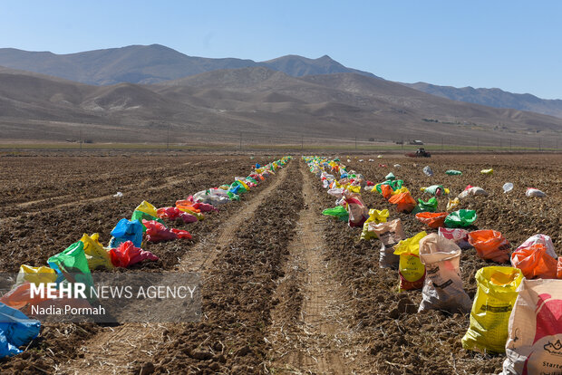 فیروزکوه؛ قطب تولید سیب‌زمینی و نقطه شروع توانمندسازی زنان