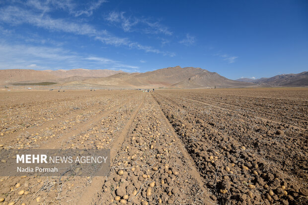 فیروزکوه؛ قطب تولید سیب‌زمینی و نقطه شروع توانمندسازی زنان
