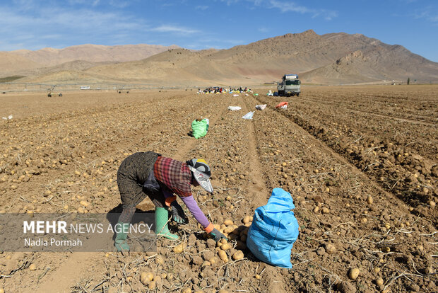 فیروزکوه؛ قطب تولید سیب‌زمینی و نقطه شروع توانمندسازی زنان