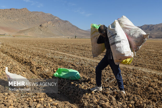 فیروزکوه؛ قطب تولید سیب‌زمینی و نقطه شروع توانمندسازی زنان