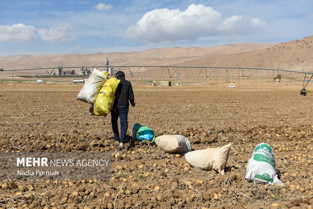 فیروزکوه؛ قطب تولید سیب‌زمینی و نقطه شروع توانمندسازی زنان