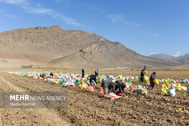 فیروزکوه؛ قطب تولید سیب‌زمینی و نقطه شروع توانمندسازی زنان
