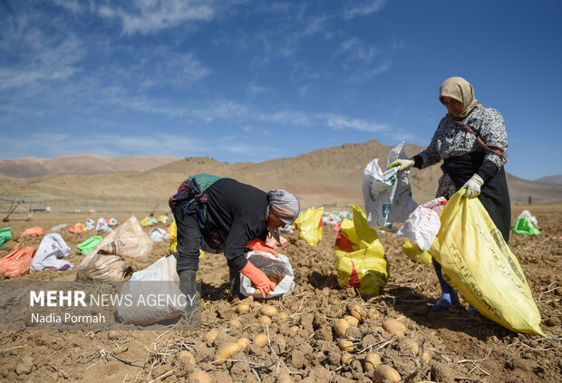 فیروزکوه؛ قطب تولید سیب‌زمینی و نقطه شروع توانمندسازی زنان