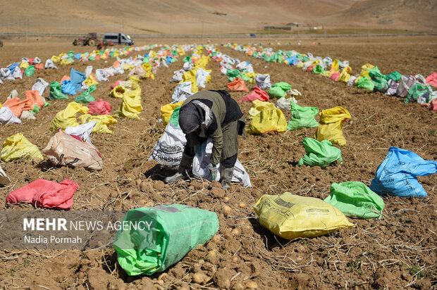 فیروزکوه؛ قطب تولید سیب‌زمینی و نقطه شروع توانمندسازی زنان