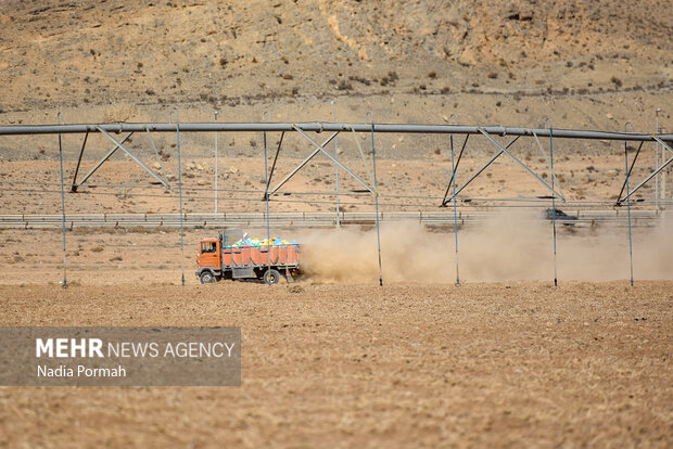 فیروزکوه؛ قطب تولید سیب‌زمینی و نقطه شروع توانمندسازی زنان