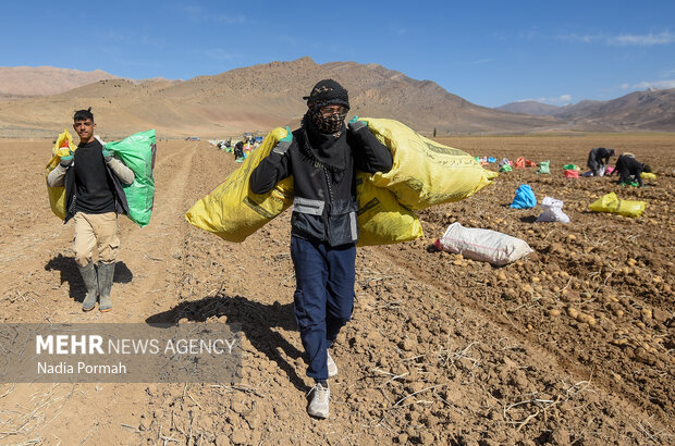 فیروزکوه؛ قطب تولید سیب‌زمینی و نقطه شروع توانمندسازی زنان