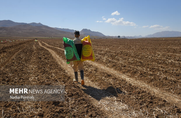 فیروزکوه؛ قطب تولید سیب‌زمینی و نقطه شروع توانمندسازی زنان
