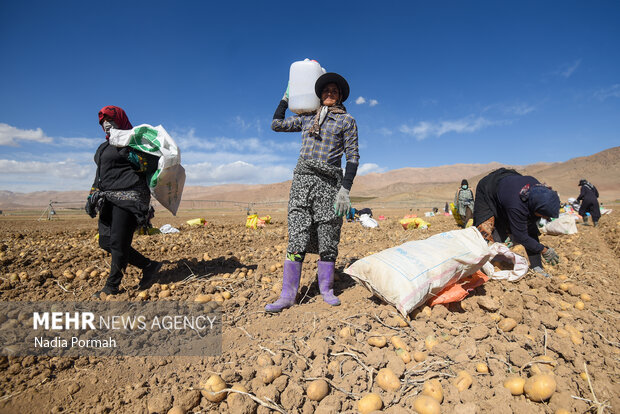 فیروزکوه؛ قطب تولید سیب‌زمینی و نقطه شروع توانمندسازی زنان