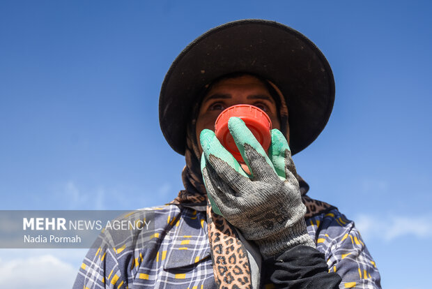 فیروزکوه؛ قطب تولید سیب‌زمینی و نقطه شروع توانمندسازی زنان