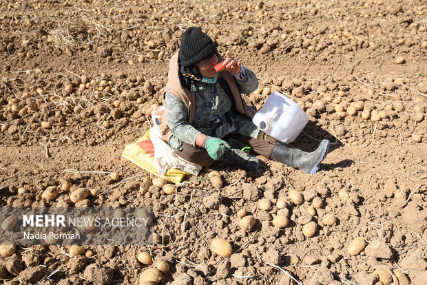 فیروزکوه؛ قطب تولید سیب‌زمینی و نقطه شروع توانمندسازی زنان