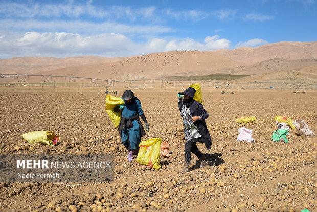 فیروزکوه؛ قطب تولید سیب‌زمینی و نقطه شروع توانمندسازی زنان