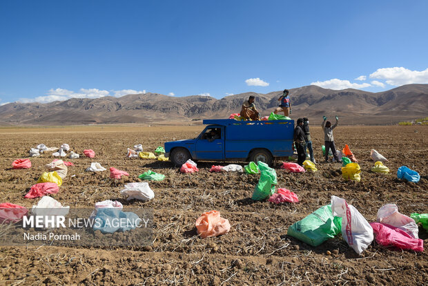فیروزکوه؛ قطب تولید سیب‌زمینی و نقطه شروع توانمندسازی زنان