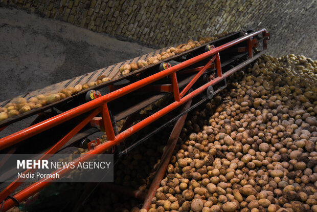 فیروزکوه؛ قطب تولید سیب‌زمینی و نقطه شروع توانمندسازی زنان