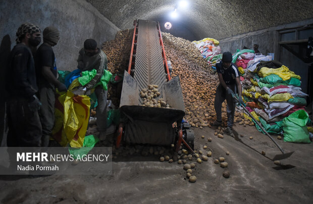 فیروزکوه؛ قطب تولید سیب‌زمینی و نقطه شروع توانمندسازی زنان