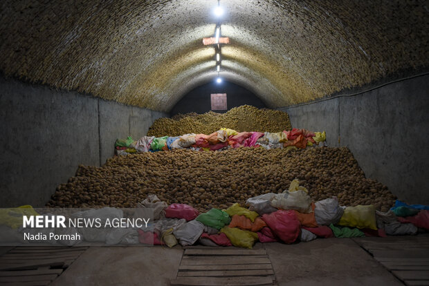 فیروزکوه؛ قطب تولید سیب‌زمینی و نقطه شروع توانمندسازی زنان