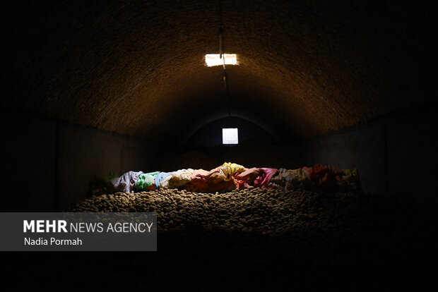 فیروزکوه؛ قطب تولید سیب‌زمینی و نقطه شروع توانمندسازی زنان