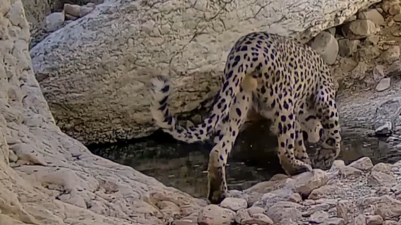 کوه دوباره نفس کشید؛ حفاظت جوانان از بلندترین قله استان بوشهر