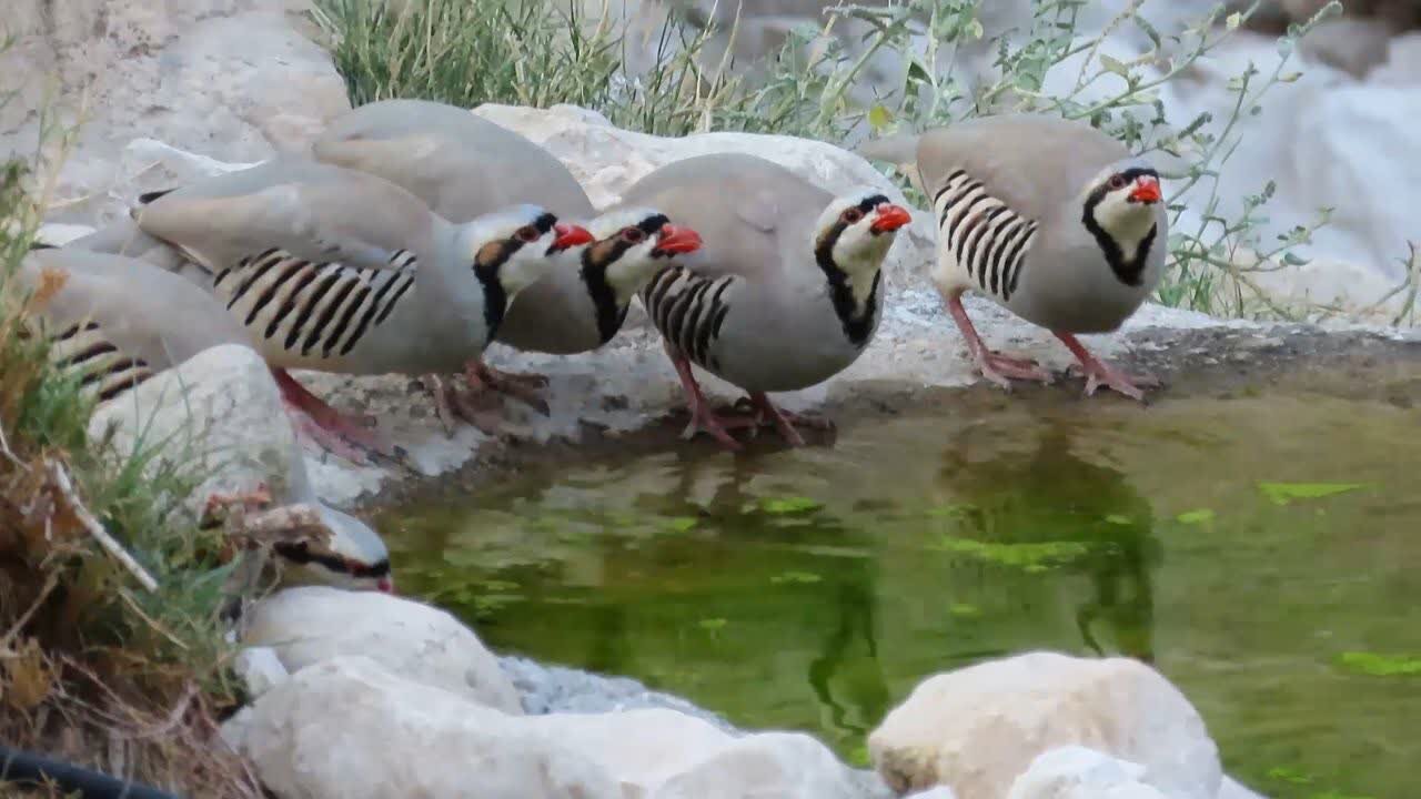 کوه دوباره نفس کشید؛ حفاظت جوانان از بلندترین قله استان بوشهر
