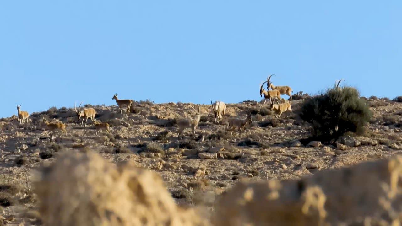 کوه دوباره نفس کشید؛ حفاظت جوانان از بلندترین قله استان بوشهر