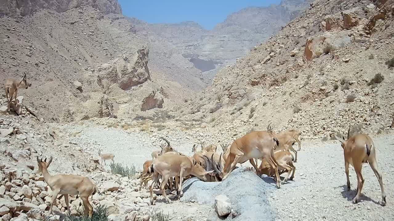کوه دوباره نفس کشید؛ حفاظت جوانان از بلندترین قله استان بوشهر