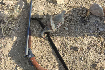 شکارچی متخلف در کنگاور دستگیر و به مراجع قضایی معرفی شد