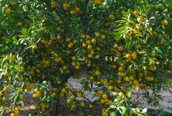 صادقی: عملکرد تولید نارنگی در نور ۲۵ تن در هکتار است