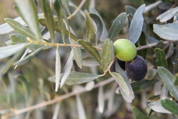 بهره‌گیری از آموزش‌های نوین باعث افزایش بهره‌وری در بخش کشاورزی می شود