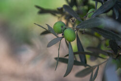 آغاز پویش «نهال امید» با مشارکت دانش‌ آموزان استان تهران