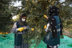 تهیه شناسنامه کاری برای بانوان کارآفرین روستایی