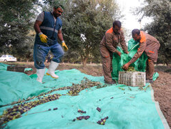 ماده ۴۱ قانون کار بر زمین مانده است