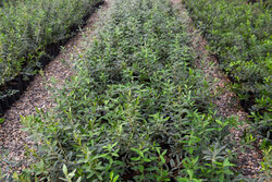 علیزاده: دستاوردهای تحقیقاتی با آموزش در اختیار کشاورزان قرار گیرد