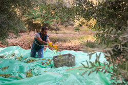 تأخیر در مبارزه با علف‌های هرز عملکرد مزارع گلستان را کاهش می‌دهد