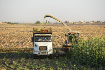 برداشت ذرت علوفه ای دام