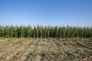 برداشت ذرت علوفه‌ای در حاجی‌آباد آغاز شد