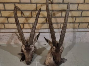 متخلفان شکار غیرمجاز در دشتی دستگیر شدند