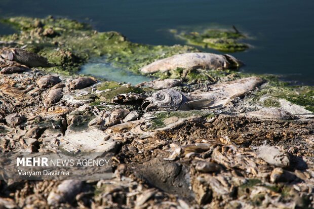 مرگ دست جمعی ماهی در سد عبدل آباد بجنورد